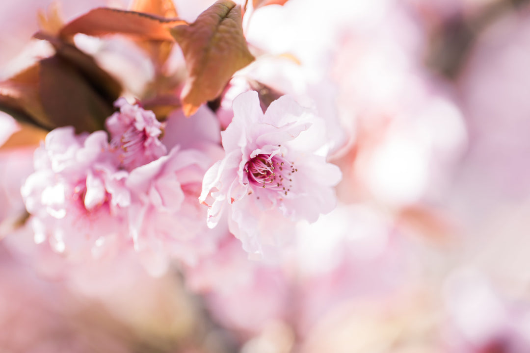 Cherry Blossom Nails - FREE ONLINE COURSE!!
