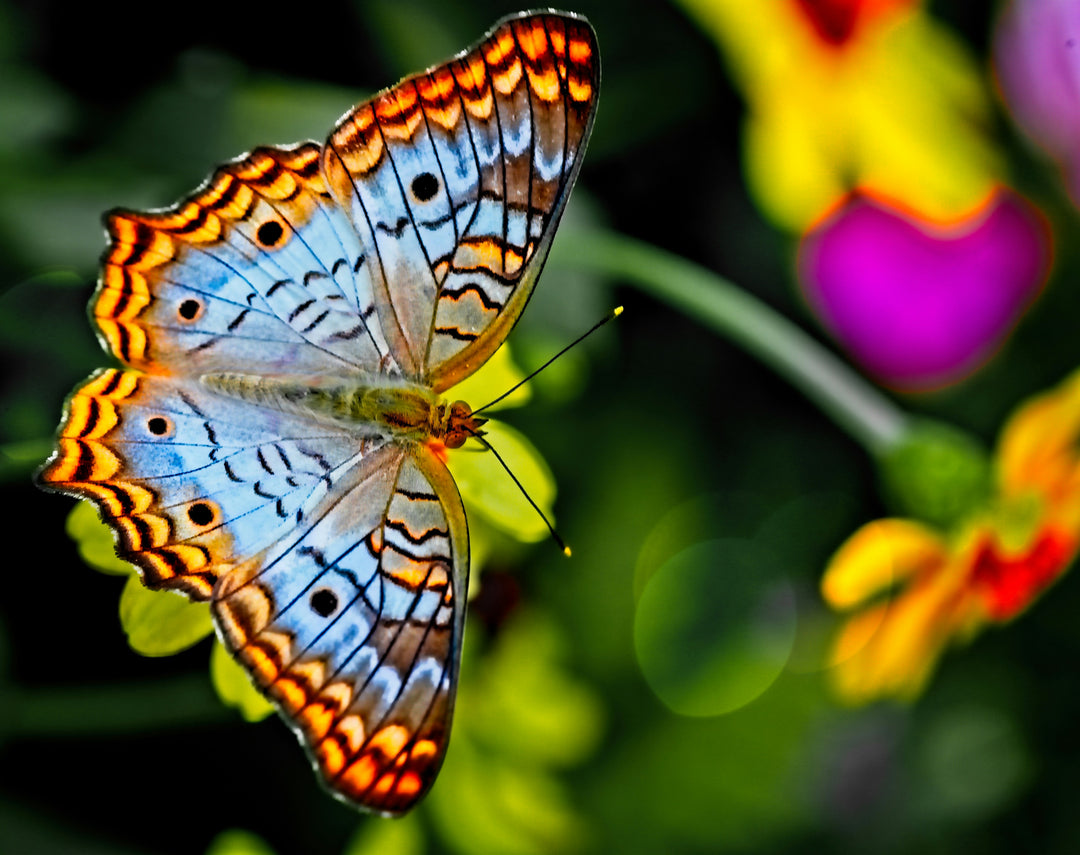 Butterfly Wings -- FREE CLASS