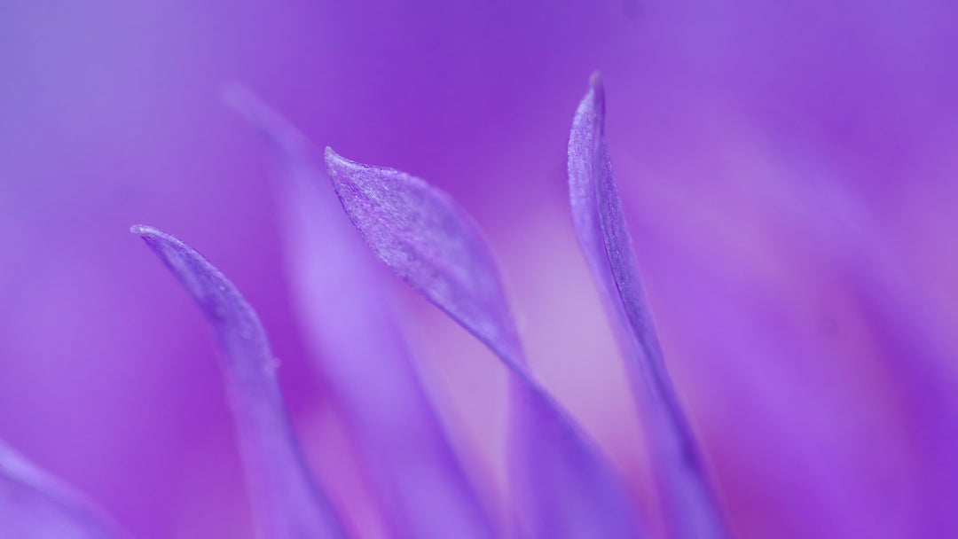 Vibrant Violet Rebalance -- FREE CLASS
