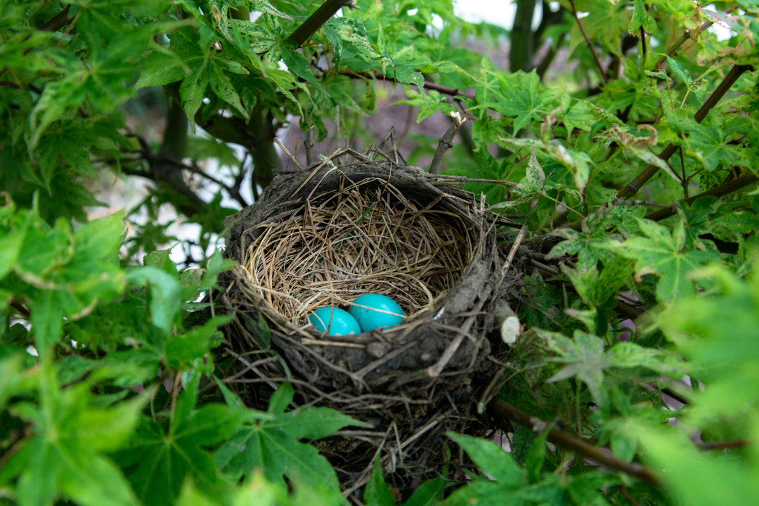 Bird's Nest Modern Nail Art -- FREE ONLINE CLASS