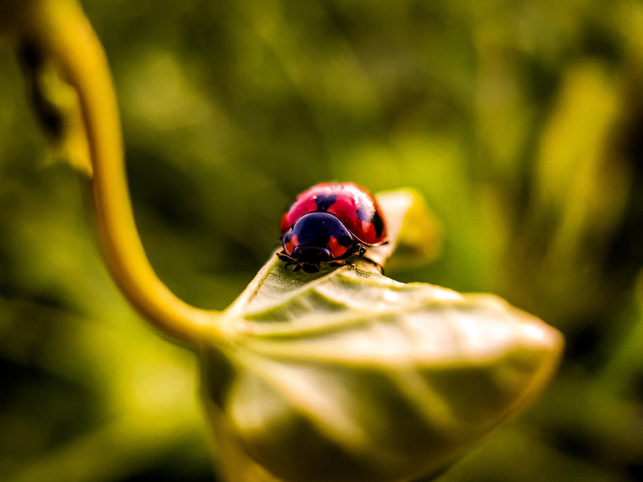 King Ladybug Nails -- FREE ONLINE COURSE!!