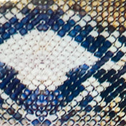 “54-09 Perfectly Python" - - Nail Transfer Foil
