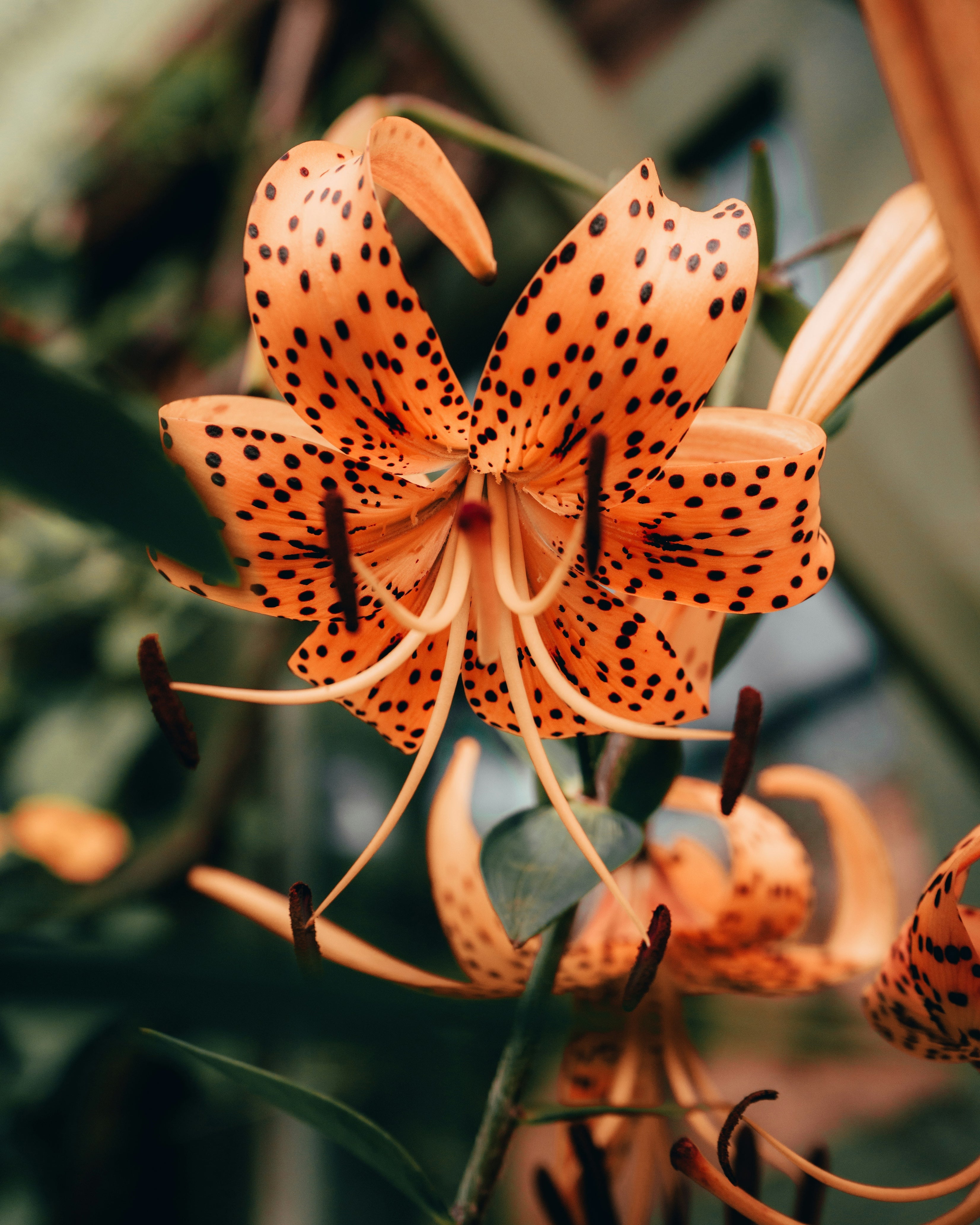 Tigerlily Nail Art -- FREE ONLINE CLASS