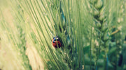 Lovely Ladybugs -- FREE ONLINE CLASS!