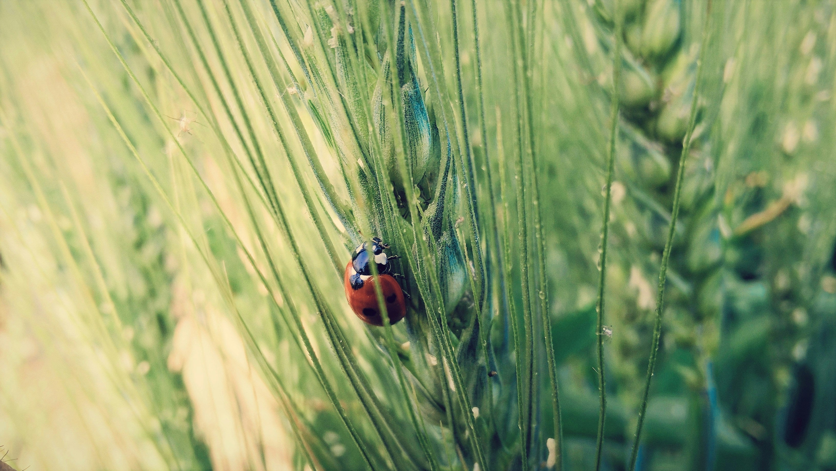 Lovely Ladybugs -- FREE ONLINE CLASS!